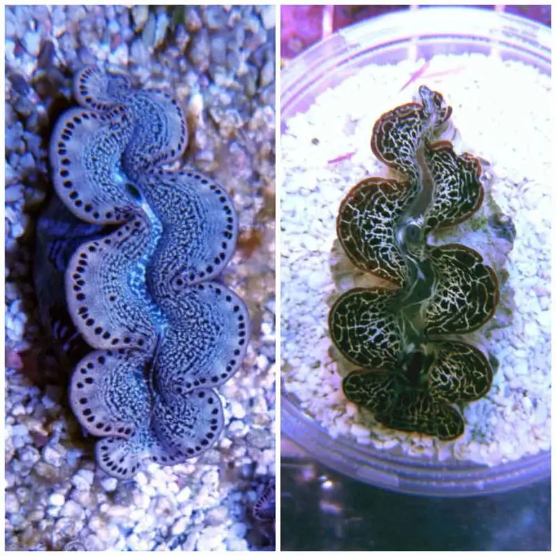 Gold Maxima Clam - Tridacna maxima