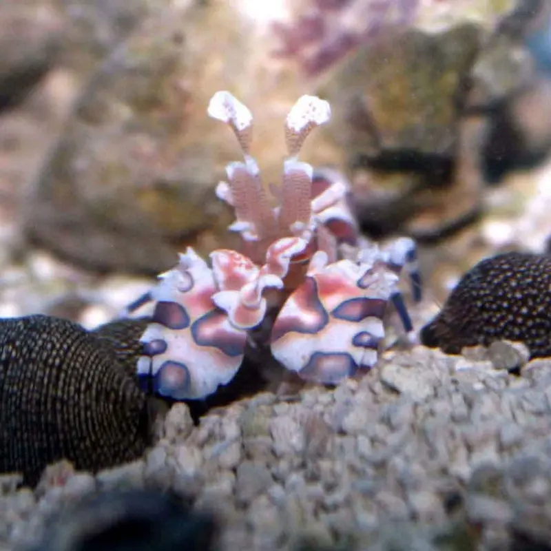 Harlequin Shrimp - Hymenocera picta - Large