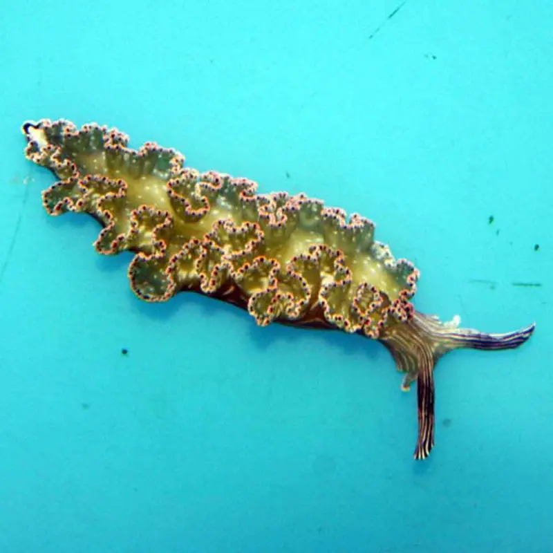 Lettuce Sea Slug - Elysia crispata