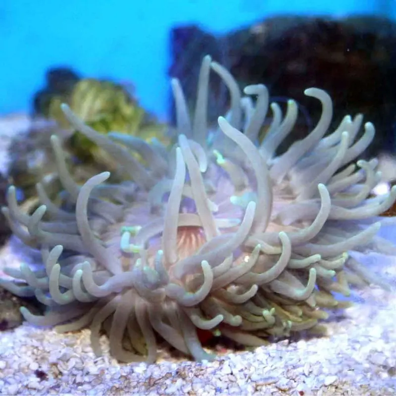 Long Tentacle Anemone - Macrodactyla doreensis - Large