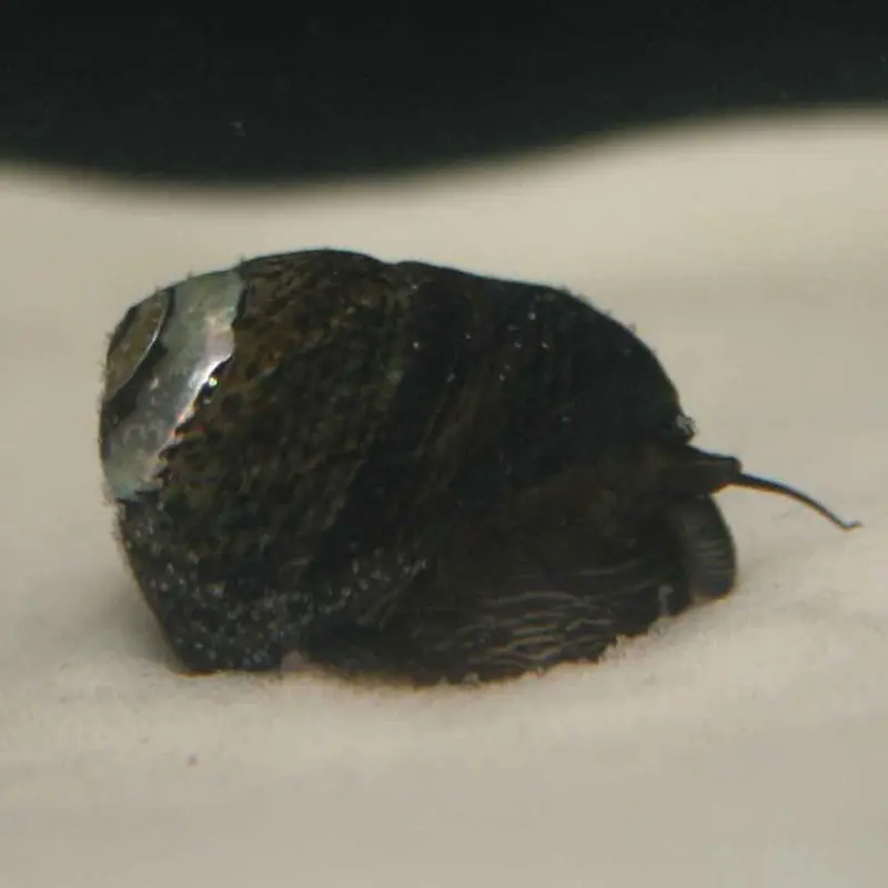 Margarita Snail - Margarites pupillius