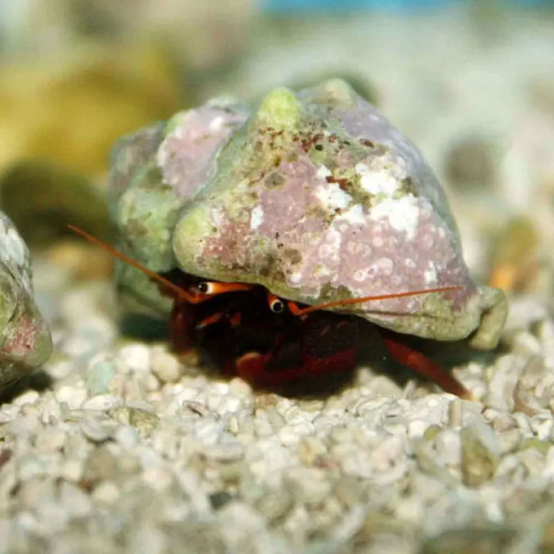 Orange Claw Hermit Crab - Calcinus tibicen