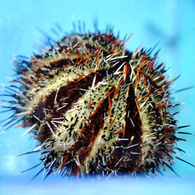 Orange Collector Urchin - Tripneustes gratilla