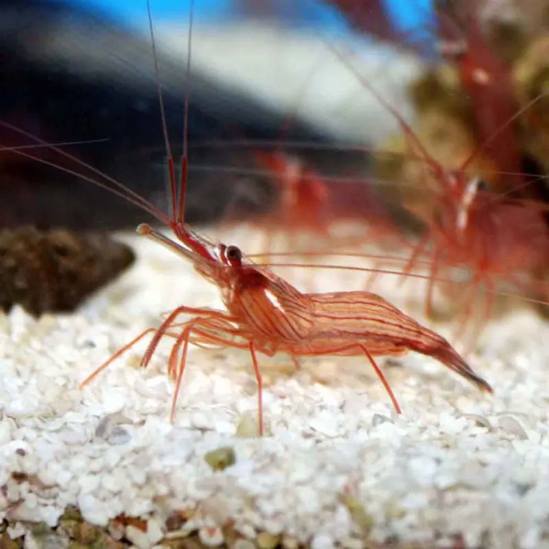 Peppermint Shrimp - Lysmata wurdemanni/rathbunae