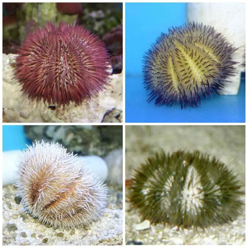 Pin Cushion Urchin - Lytechinus variegatus