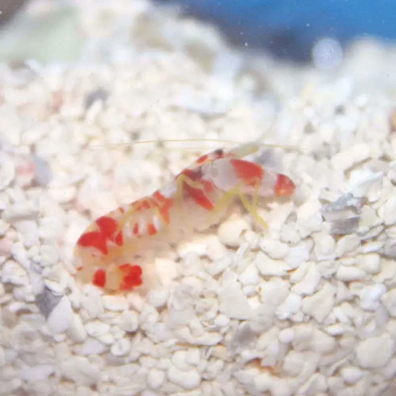 Randall's Pistol Shrimp - Alpheus randalli