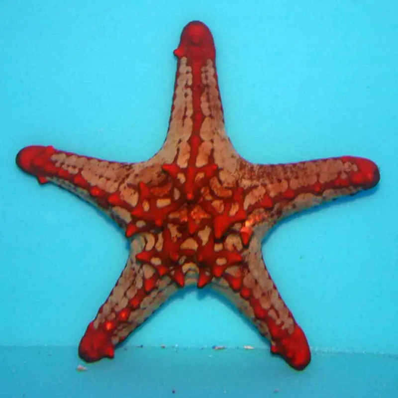 Red Knobbed Starfish - Protoreaster lincki - Large