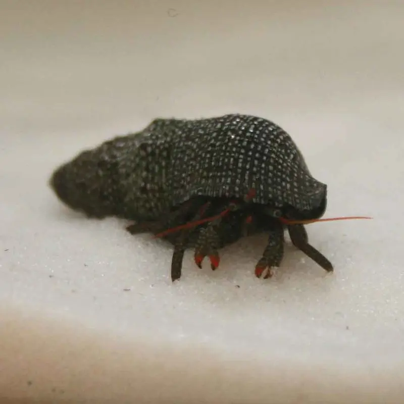 Red Leg Hermit Crab - Clibanarius diguetti