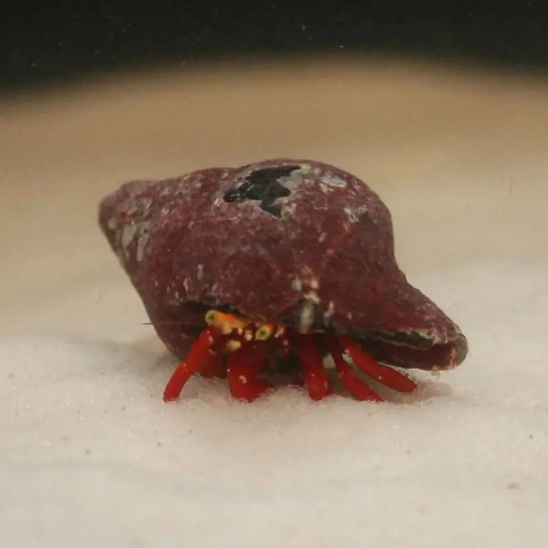 Scarlet Reef Hermit Crab - Paguristes cadenati