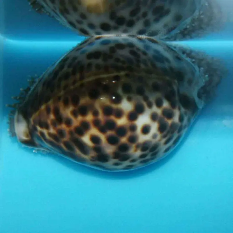 Tiger Cowrie Snail - Cypraea tigris - Large