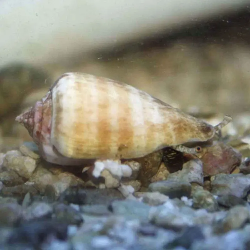 Tiger Sand Conch Snail - Strombus sp.