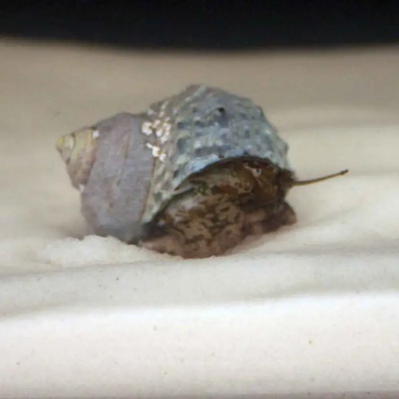 Turbo Snail - Turbo sp.
