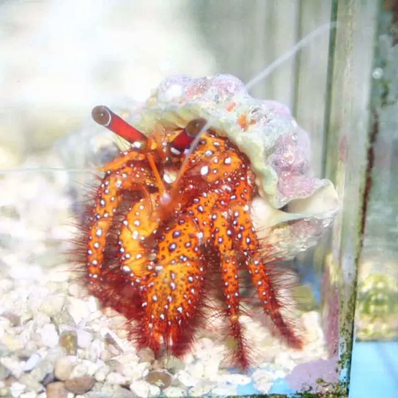 White-spotted Hermit Crab - Dardanus megistos