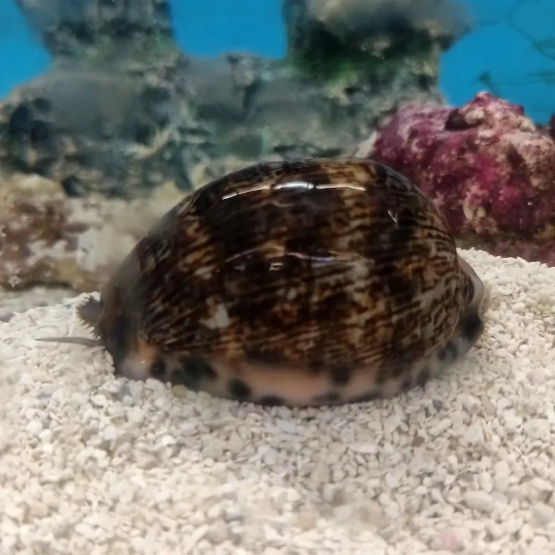 Arabian Cowrie Snail - Cypraea arabica
