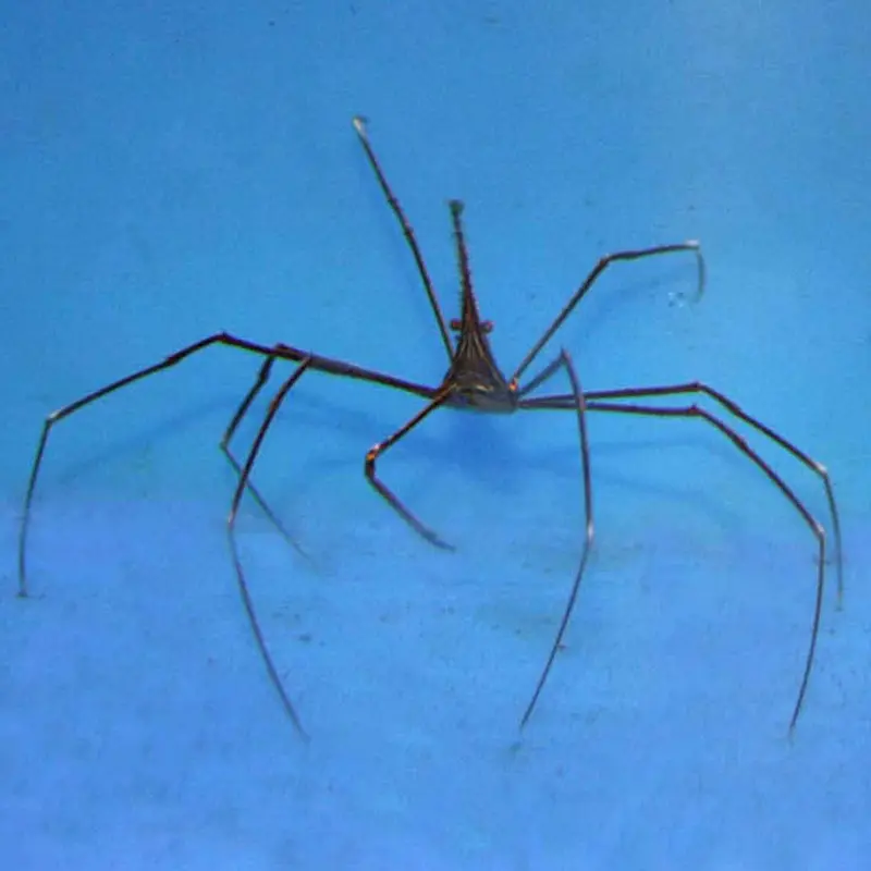 Arrow Crab - Stenorhynchus seticornis