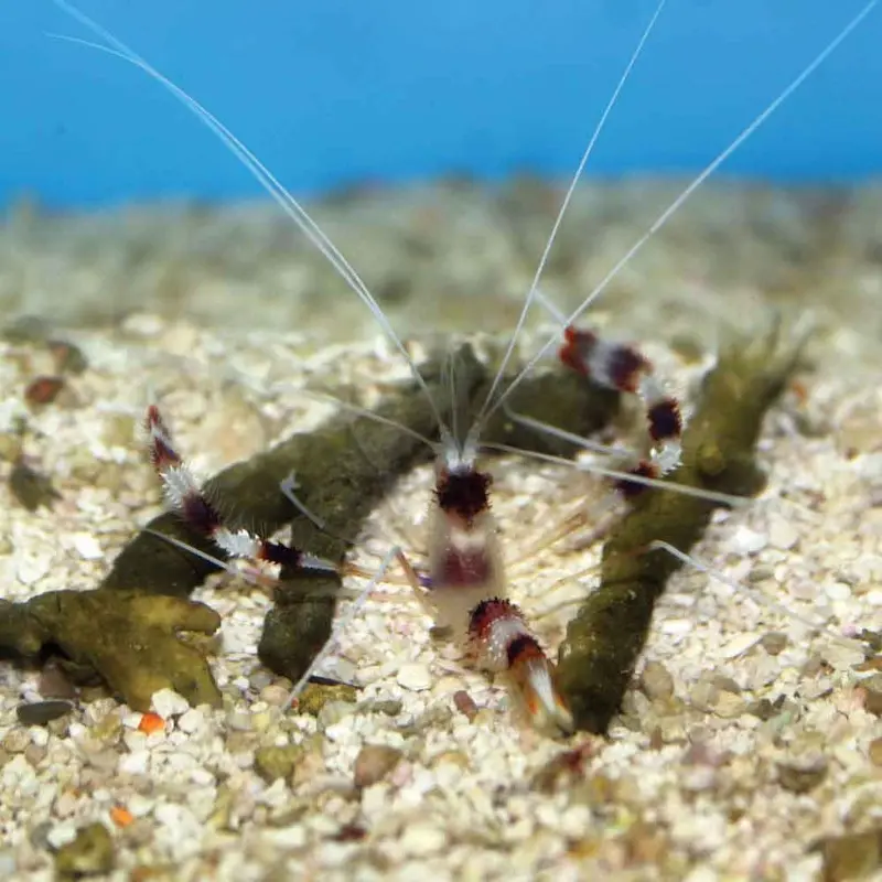 Banded Coral Shrimp - Stenopus hispidus