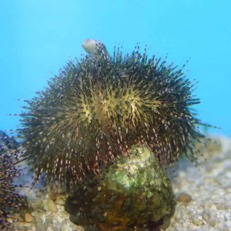 Bell's Sea Urchin - Salmacis belli