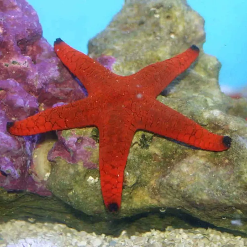 Blacktip Fromia Starfish - Fromia indica