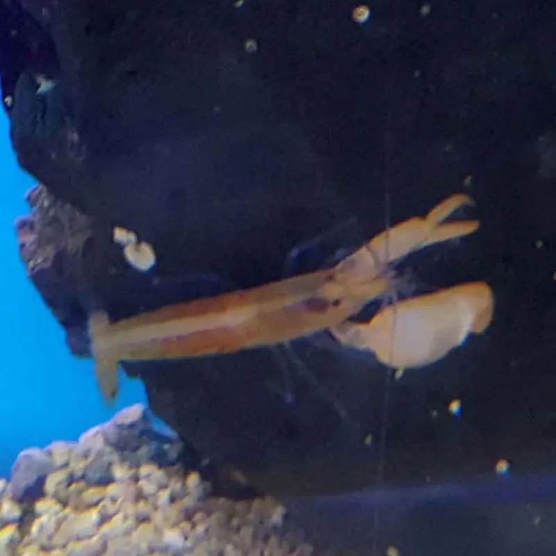 Blue Leg Pistol Shrimp - Alpheus formosus