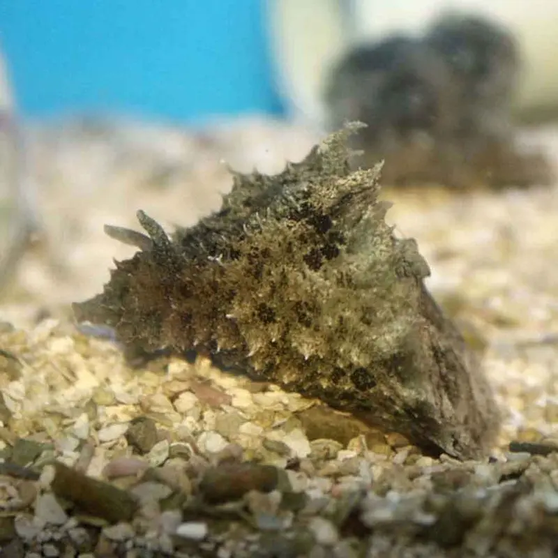 Blunt-end Sea Hare - Dolabella auricularia - Large