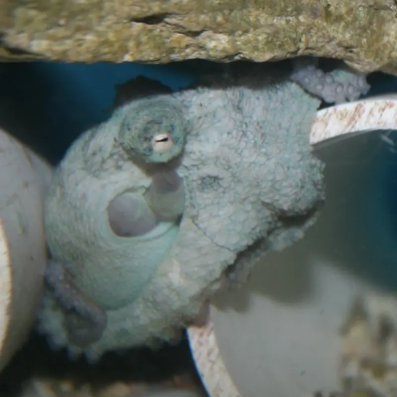 Common Octopus - Octopus vulgaris - Small