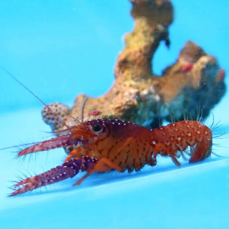 Daum's Purple Reef Lobster - Enoplometopus daumi - Med/Lg