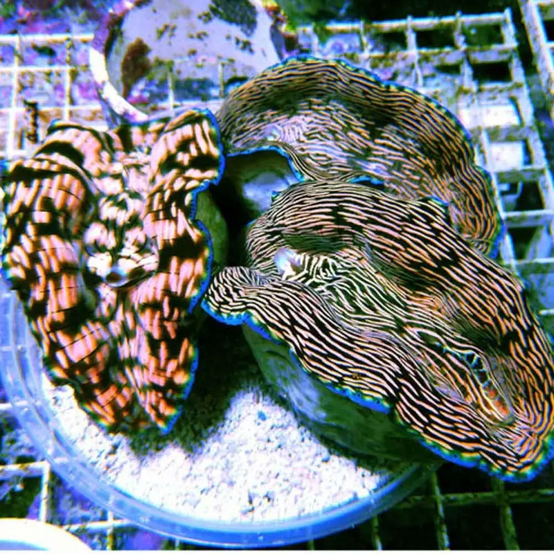 Derasa Clam - Tridacna derasa - Medium (ORA)