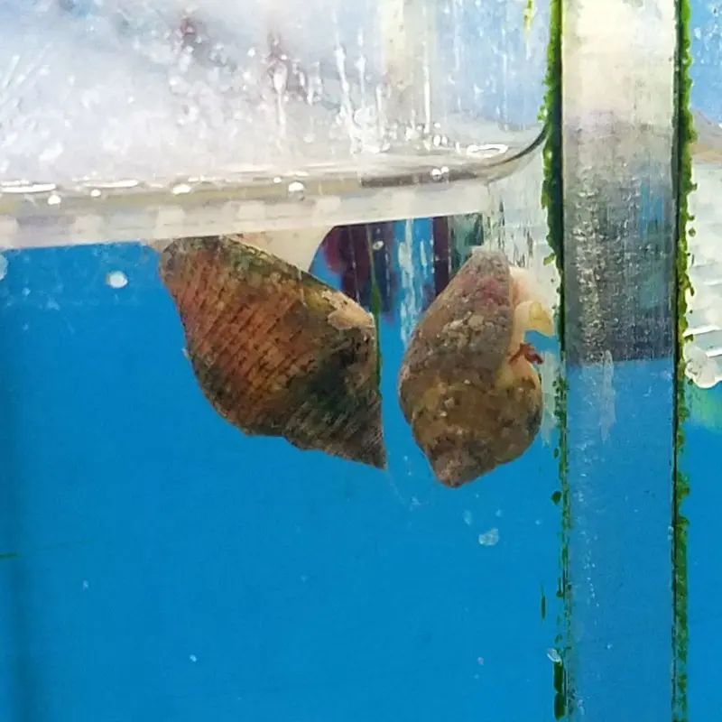 Dove Snail - Columbella sp.