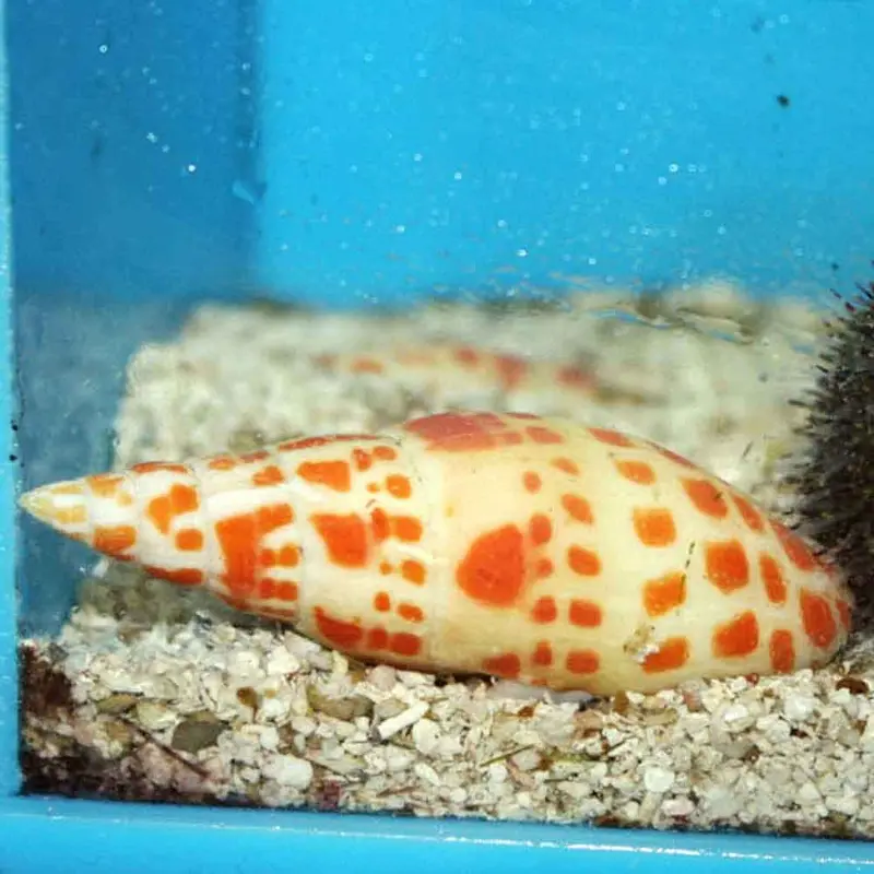 Episcopal Miter Snail - Mitra mitra