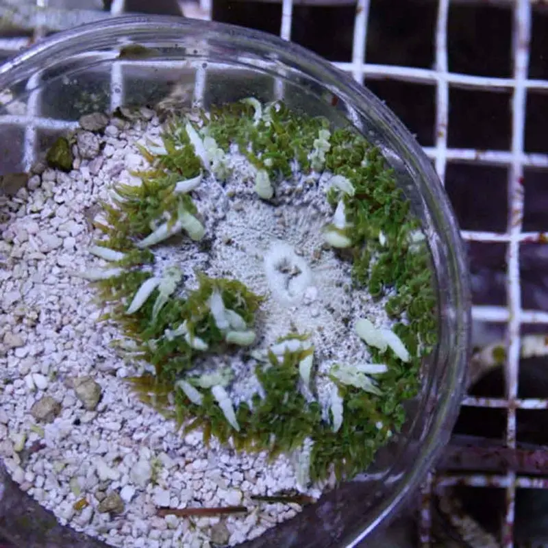 Green Flower Anemone - Epicystis crucifer