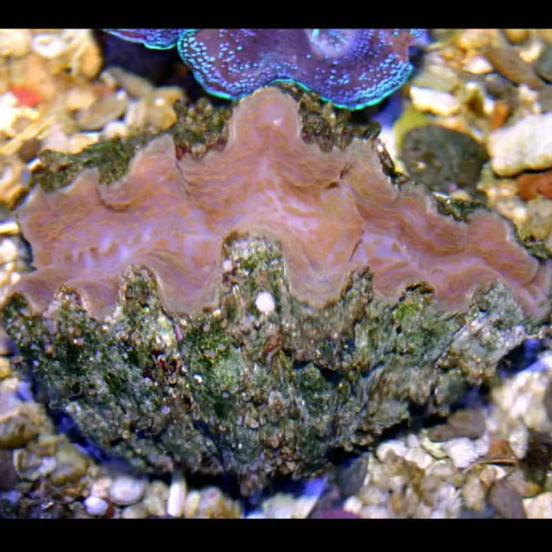 Horsefoot Clam - Hippopus hippopus (ORA)