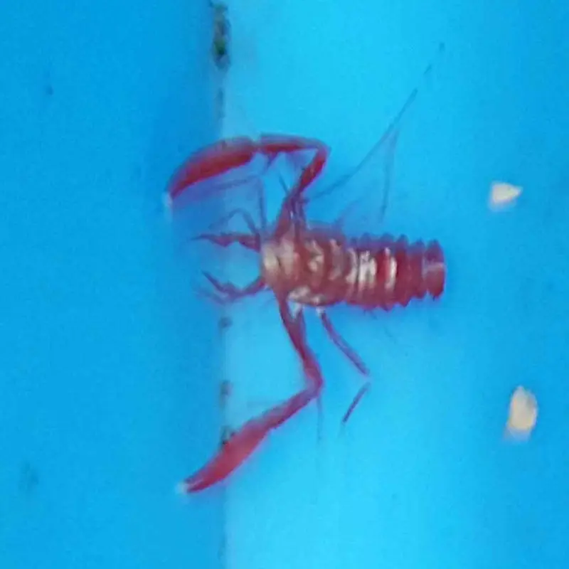 Lima Shrimp - Microprosthema semilaeve