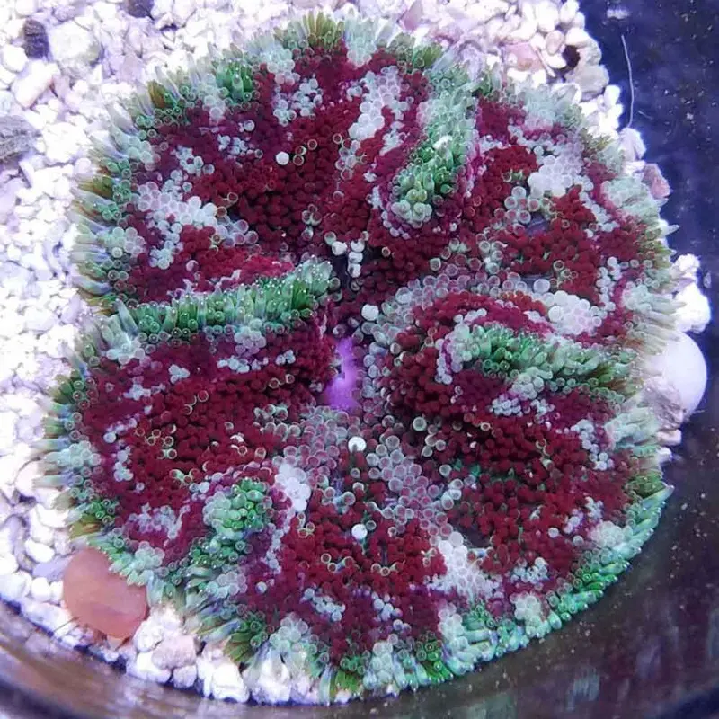 Miniature Carpet Anemone - Stichodactyla tapetum