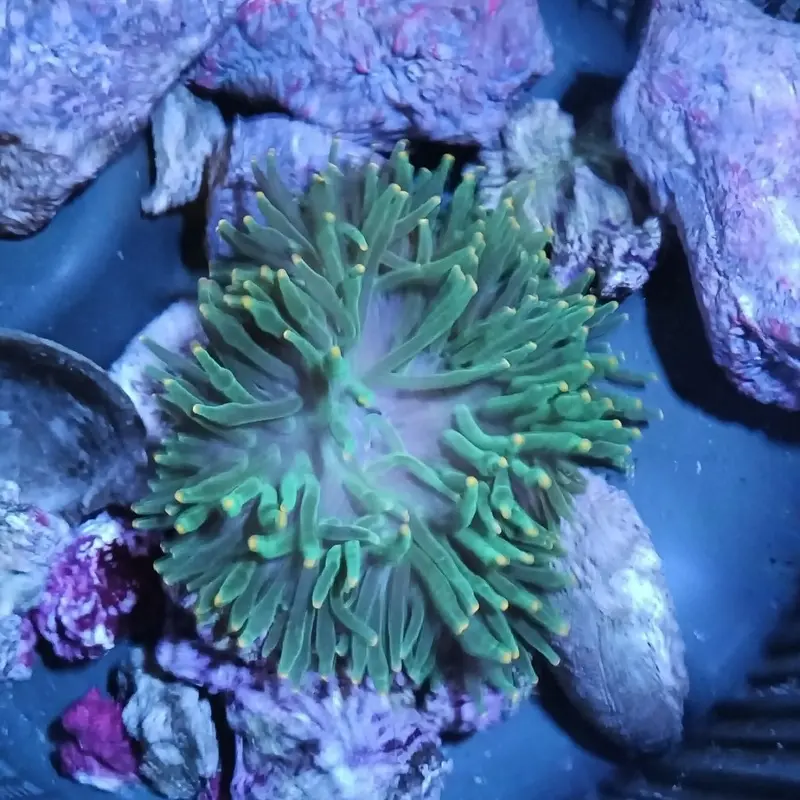 Orangetip Green Bubbletip Anemone - Entacmaea quadricolor