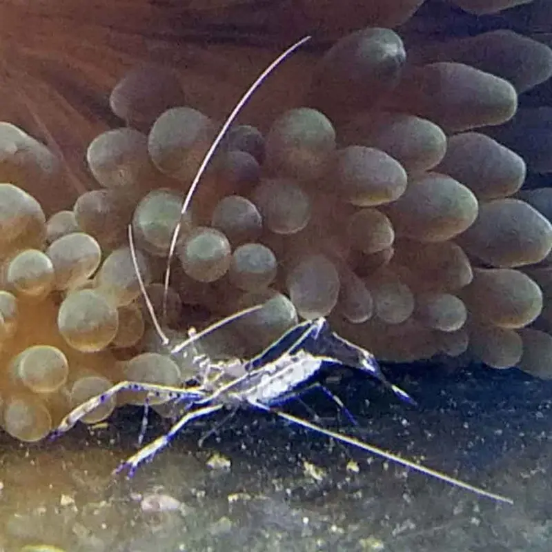 Pederson Cleaner Shrimp - Ancylomenes pedersoni