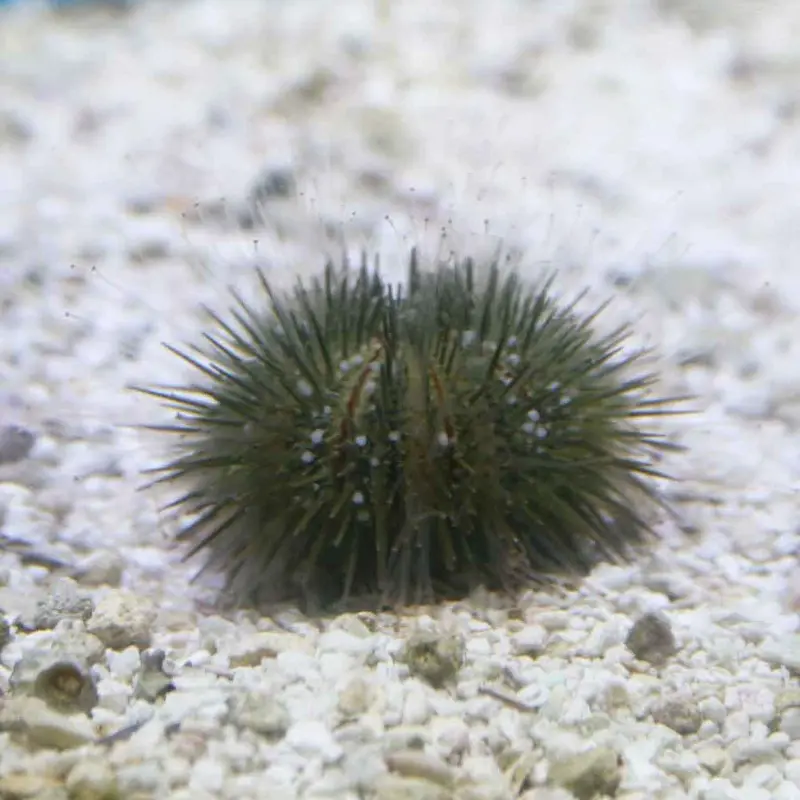 Pin Cushion Urchin - Lytechinus variegatus - CB (ORA)
