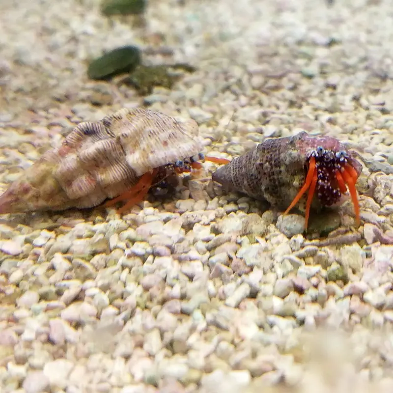 Polka Dot Hermit Crab - Phimochirus operculatus