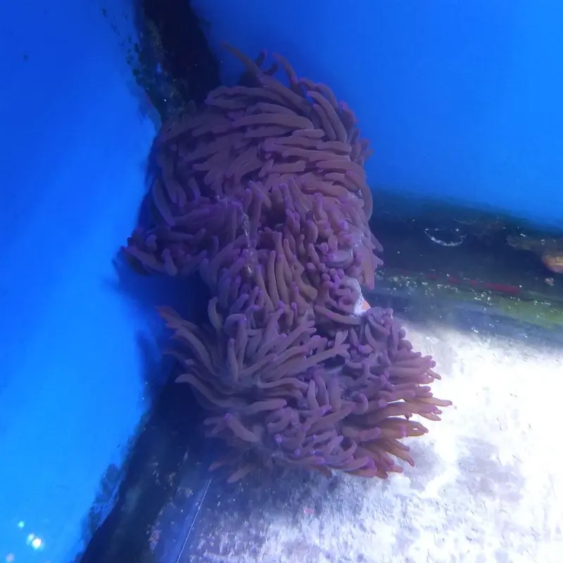 Purple Long Tentacle Anemone - Macrodactyla doreensis - Medium