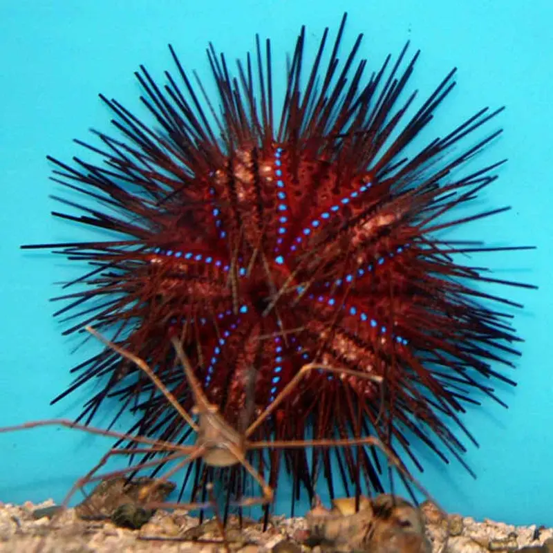 Rainbow Fire Urchin - Astropyga radiata