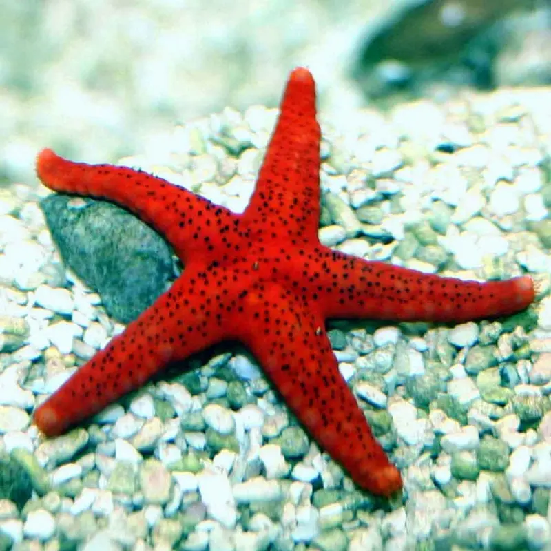 Red Reef Starfish - Fromia milleporella