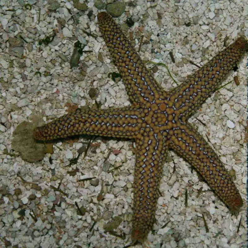 Small-spined Starfish - Echinaster spinulosus/sentus