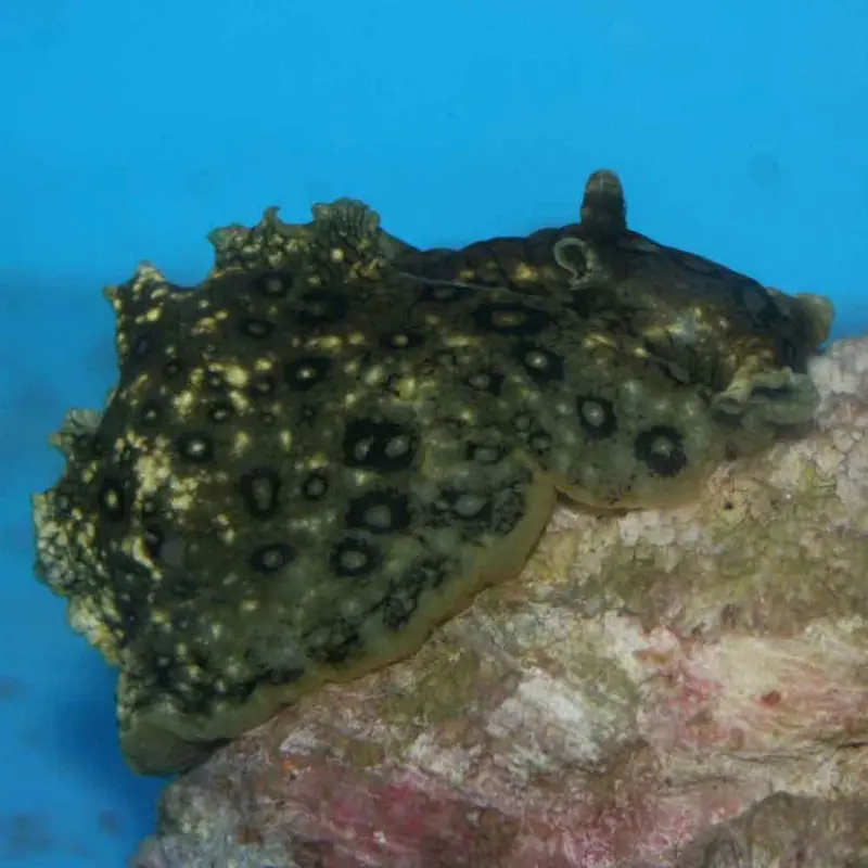 Spotted Sea Hare - Aplysia dactylomela - Small
