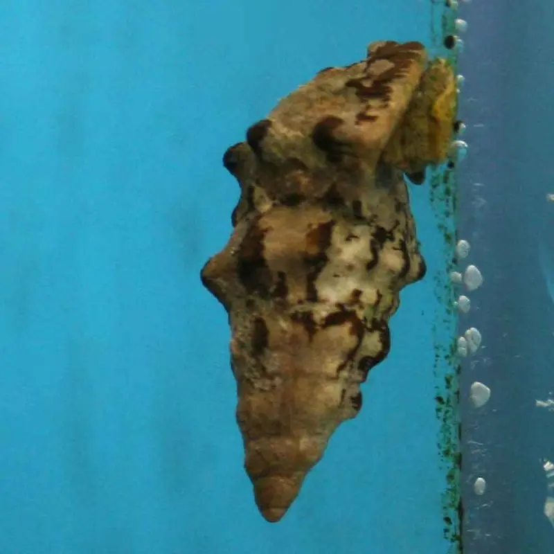 Stocky Cerith Snail - Cerithium sp.