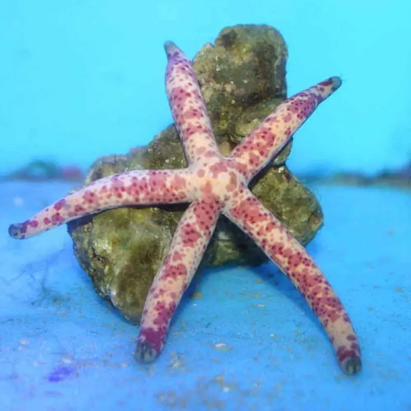 Tricolor Linckia Starfish - Linckia multiflora