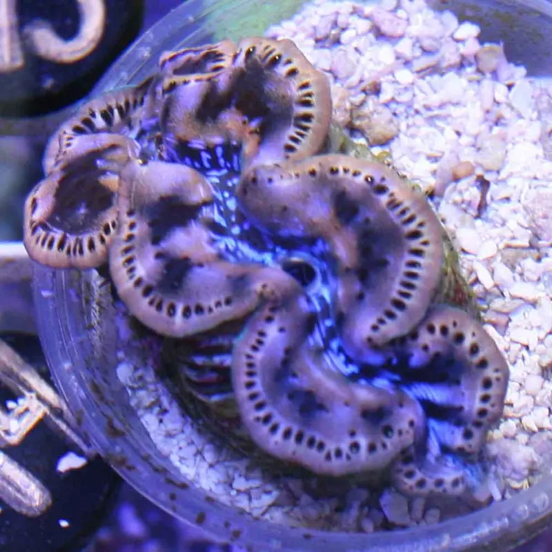 Ultra Maxima Clam - Tridacna maxima - XLarge