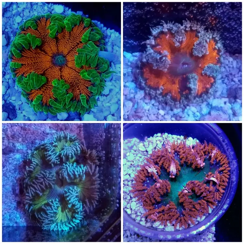 Ultra Neon Flower Anemone - Epicystis crucifer