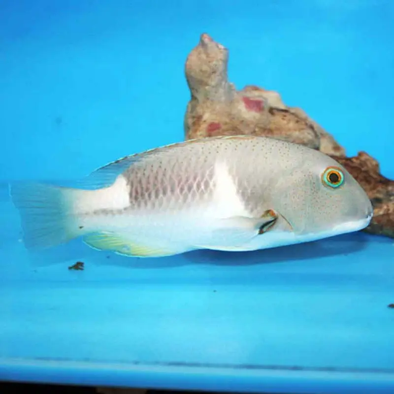 Anchor Tuskfish - Choerodon anchorago