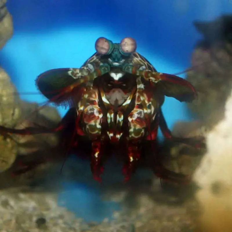 Assorted Mantis Shrimp - Small