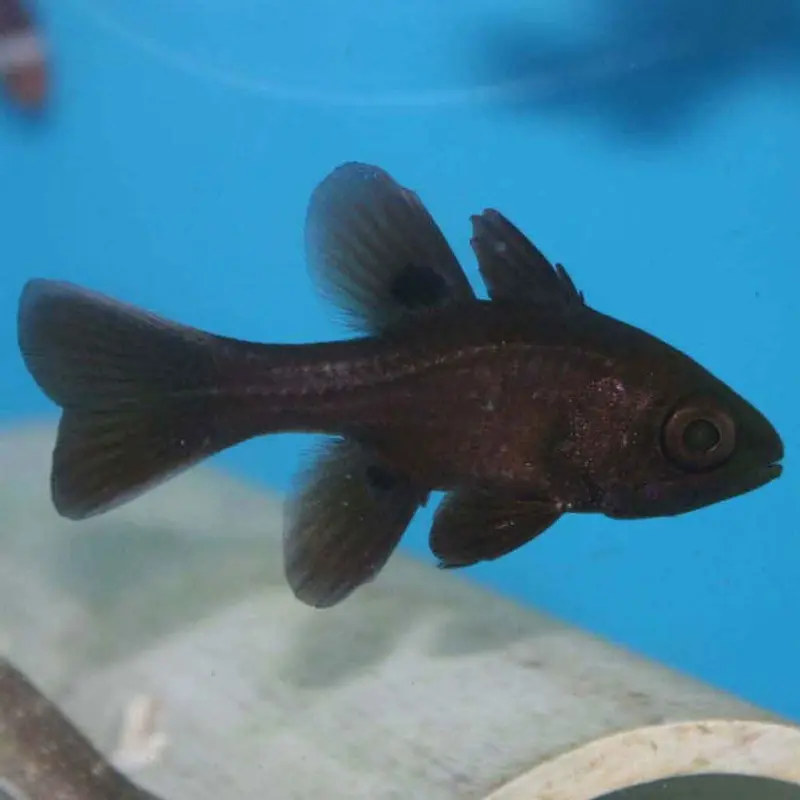Black Cardinalfish - Apogon melas - Large