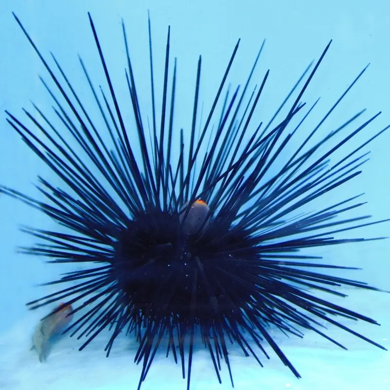 Black Longspine Urchin - Diadema setosum
